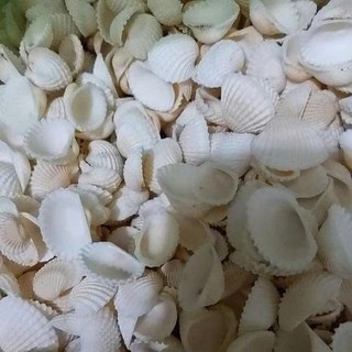 100gram Vỏ Sò Trắng trên dưới 1cm , từ 2_3cm và 3.5 cm đến 4.2cm