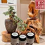 Nụ dược hương Diên An độc bản từ 59 loại dược liệu và gỗ quý giúp tâm an xua tan mệt mỏi cường thân kiện thể