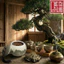 Nụ dược hương Diên An độc bản từ 59 loại dược liệu và gỗ quý giúp tâm an xua tan mệt mỏi cường thân kiện thể