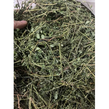 Diệp hạ châu ( cây chó đẻ răng cưa) hàng tự nhiên giúp hỗ trợ giảm tiểu đường, hạ men gan, giảm mỡ máu, lợi tiểu.