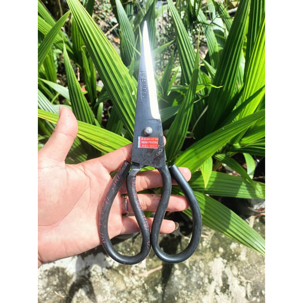 Kéo [ PA 1 ] Thép Chuyên Làm Cá - Phương A1 CHÍNH HÃNG ( LƯỠI 14CM, CÁN 10CM ) KÉO LÀM CÁ, CẮT TỈA