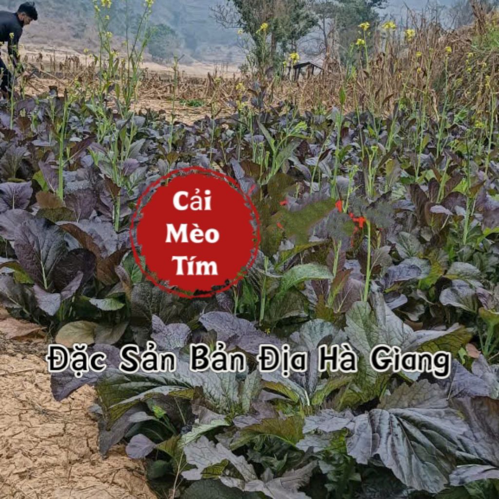 Hạt Giống Cải Mèo Tím 💯 Đặc Sản Bản Địa💞 Hàng Quý Hiếm Ăn Rất Ngon