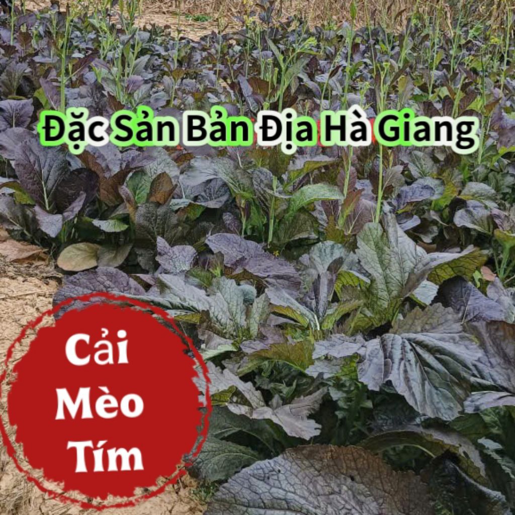 Hạt Giống Cải Mèo Tím 💯 Đặc Sản Bản Địa💞 Hàng Quý Hiếm Ăn Rất Ngon