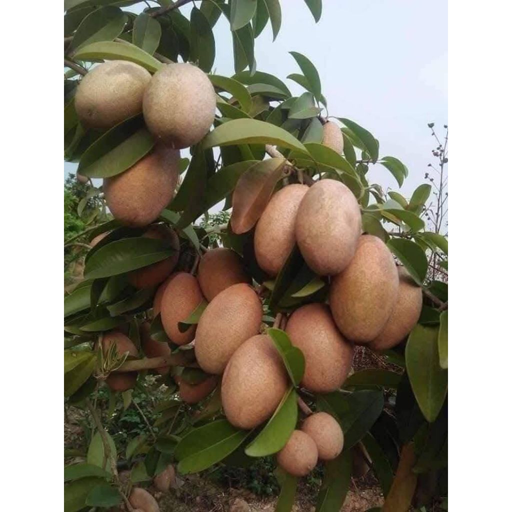 Cây Hồng Xiêm Xoài🌈 Ăn Ngọt Lịm💯 chuẩn giống 100%