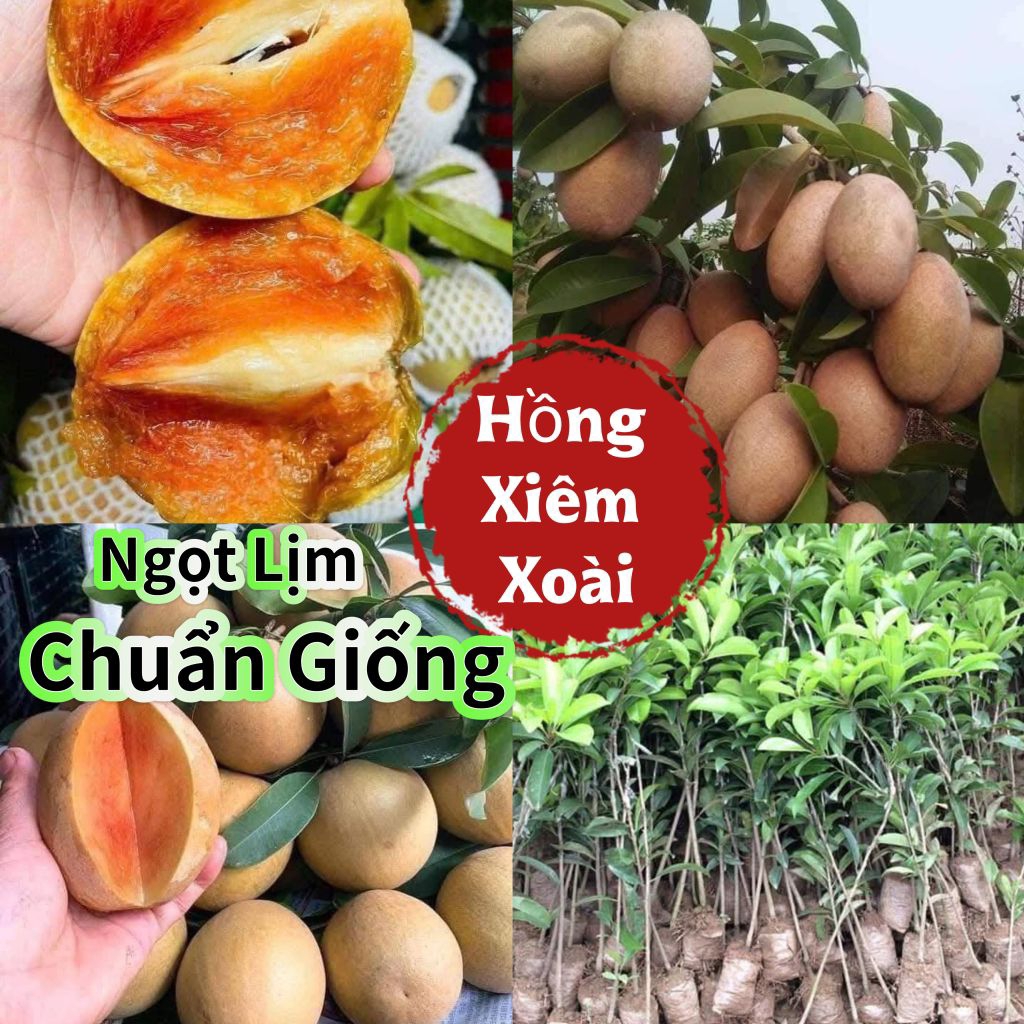 Cây Hồng Xiêm Xoài🌈 Ăn Ngọt Lịm💯 chuẩn giống 100%