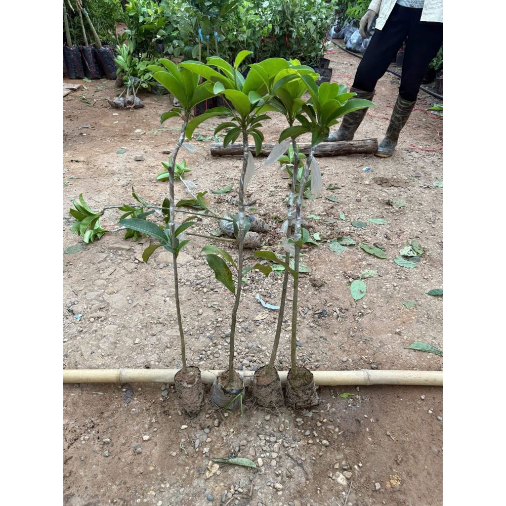 Cây Hồng Xiêm Xoài🌈 Ăn Ngọt Lịm💯 chuẩn giống 100%