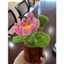 Chậu hoa sen kẽm nhung - quà tặng 8/3