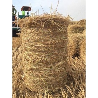 2kg rơm khô Đồng Tháp