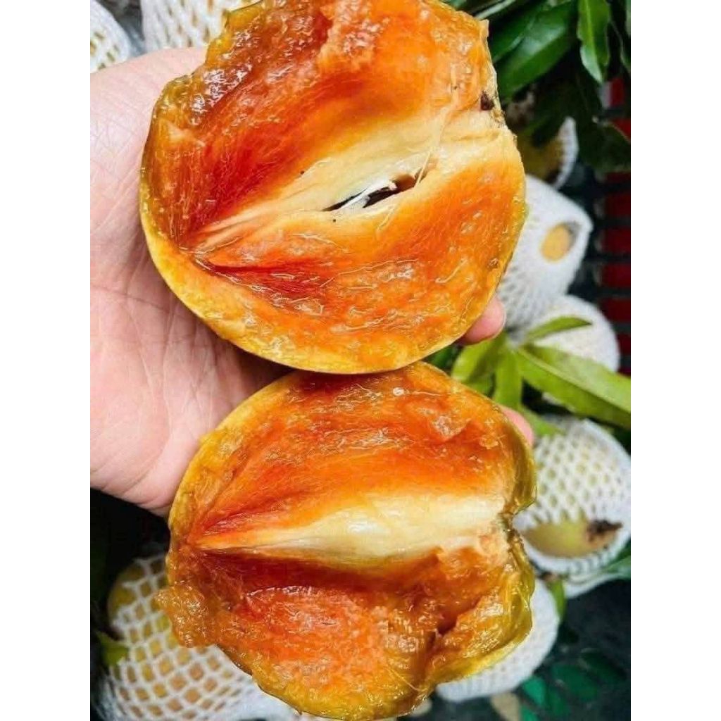 Cây Hồng Xiêm Xoài🌈 Ăn Ngọt Lịm💯 chuẩn giống 100%