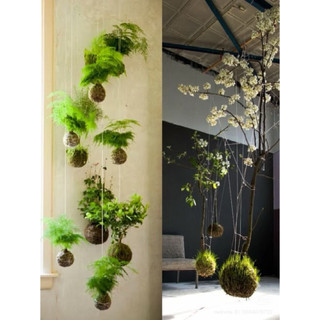 quả cầu kokedama đủ kích thước( làm từ rêu tự nhiên hàng làm thủ công)