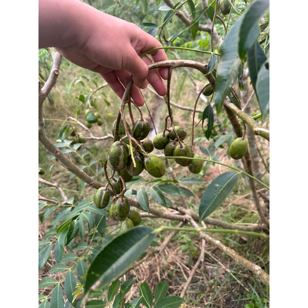 1kg Cóc thái  giòn,ngon, siêu ngon