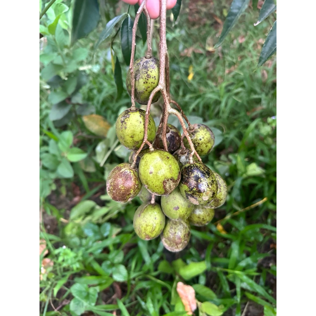 1kg Cóc thái  giòn,ngon, siêu ngon