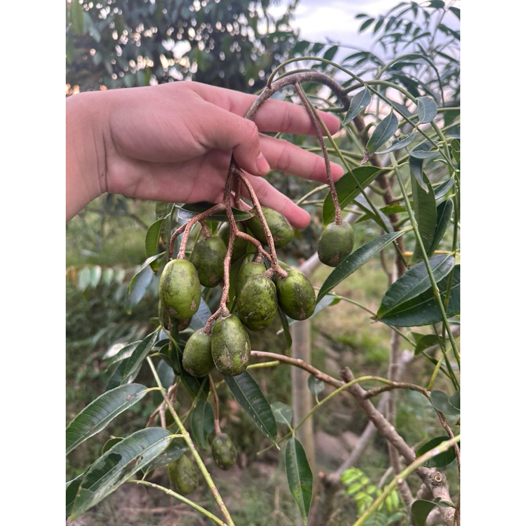 1kg Cóc thái  giòn,ngon, siêu ngon
