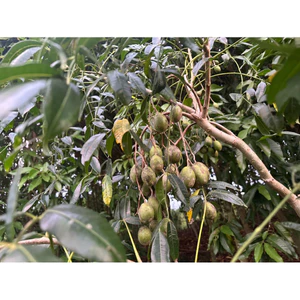 1kg Cóc thái giòn,ngon, siêu ngon