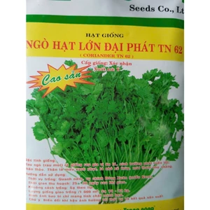 NGÒ RÍ HẠT LỚN - DỄ TRỒNG, NHANH ĂN, RẤT THƠM