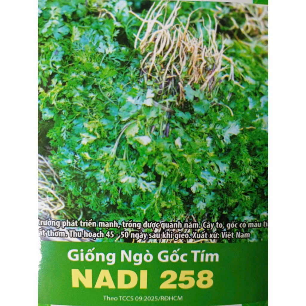 NGÒ RÍ HẠT LỚN - DỄ TRỒNG, NHANH ĂN, RẤT THƠM