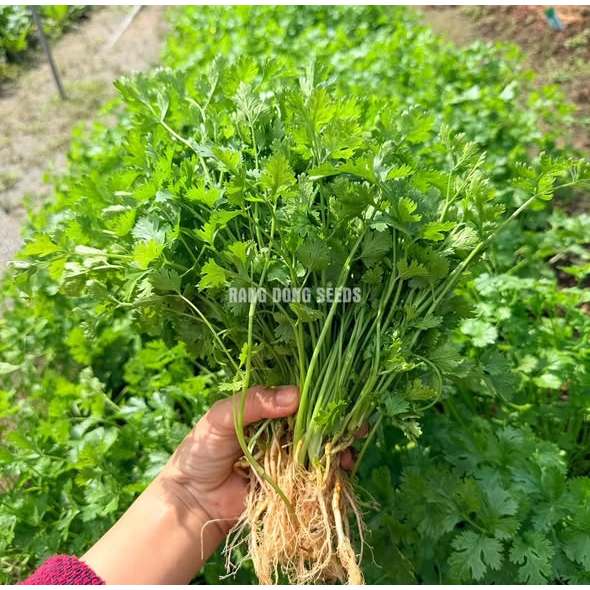 NGÒ RÍ HẠT LỚN - DỄ TRỒNG, NHANH ĂN, RẤT THƠM