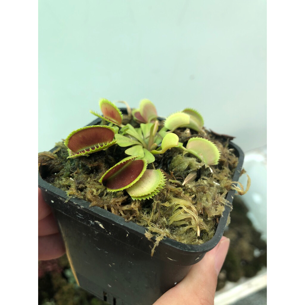 Chậu cây bẫy kẹp,cây nắp ấm,cây hố bẫy