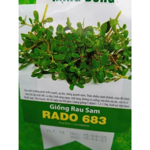 HẠT GIỐNG RAU SAM THANH MÁT dễ trồng mà ăn rất ngon luôn ạ