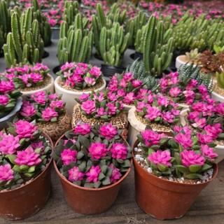 ​💖 SEN ĐÁ HỒNG SAO MINI [SIZE 5CM] KÈM CHẬU ĐẤT NUNG TRẮNG - TRỒNG SẴN, DECOR BÀN HỌC 💖 MẦM NẮNG GARDEN  lỗi 1 đền 1