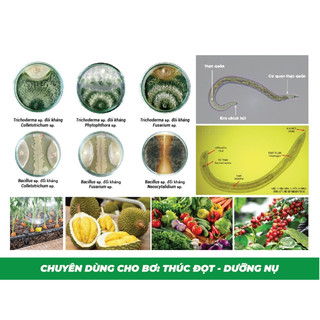 Nấm đối kháng Trichoderma Điền Trang dạng nước tăng cường hệ vi sinh cho đất chai 100ml