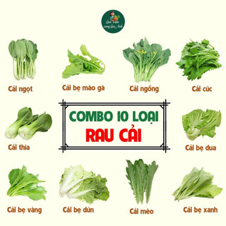 [COMBO 10 GÓI] Hạt Giống Rau Cải Dễ Trồng, Nhanh Thu Hoạch, Năng Suất Cao, Trồng Quanh Năm