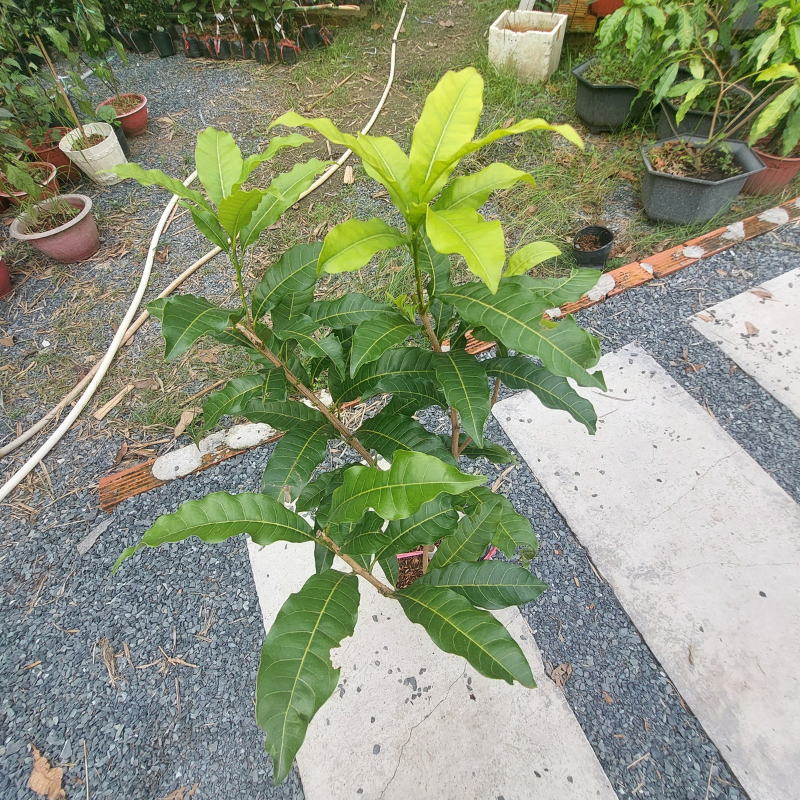 Cây Giống Vú Sữa Hoàng Kim Cây Lớn 1m Giống Ngoại Cao Sản, Trái Vàng Ngọt Thanh, Trồng Chậu Sai Trái