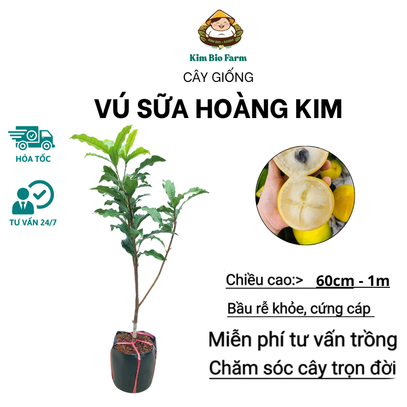 Cây Giống Vú Sữa Hoàng Kim Cây Lớn 1m Giống Ngoại Cao Sản, Trái Vàng Ngọt Thanh, Trồng Chậu Sai Trái