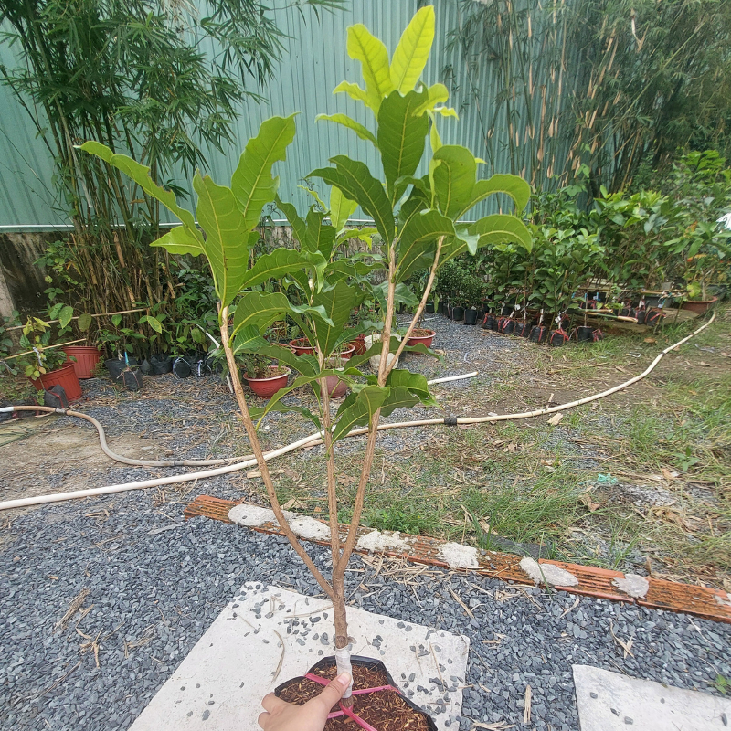 Cây Giống Vú Sữa Hoàng Kim Cây Lớn 1m Giống Ngoại Cao Sản, Trái Vàng Ngọt Thanh, Trồng Chậu Sai Trái