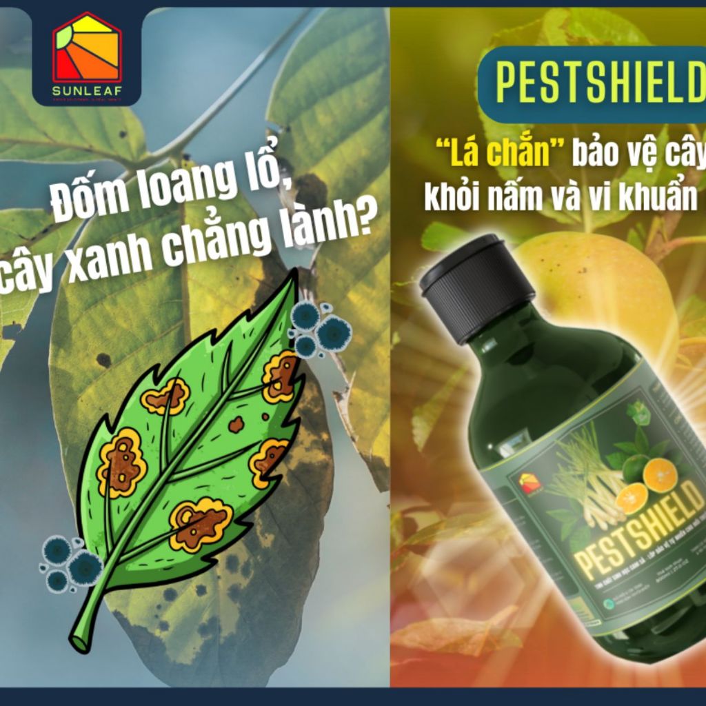 Combo 3 Chai Hữu Cơ SUNLEAF Giảm Đốm Lá, Hạn Chế Vi Khuẩn & Xua Đuổi Côn Trùng Cho Hoa Hồng Hoa Lan
