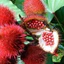 Bột hạt điều
