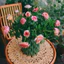 Thảm cói , tấm lót cói hình tròn đa dạng họa tiết để nót nồi , lót bình hoa decor trang trí