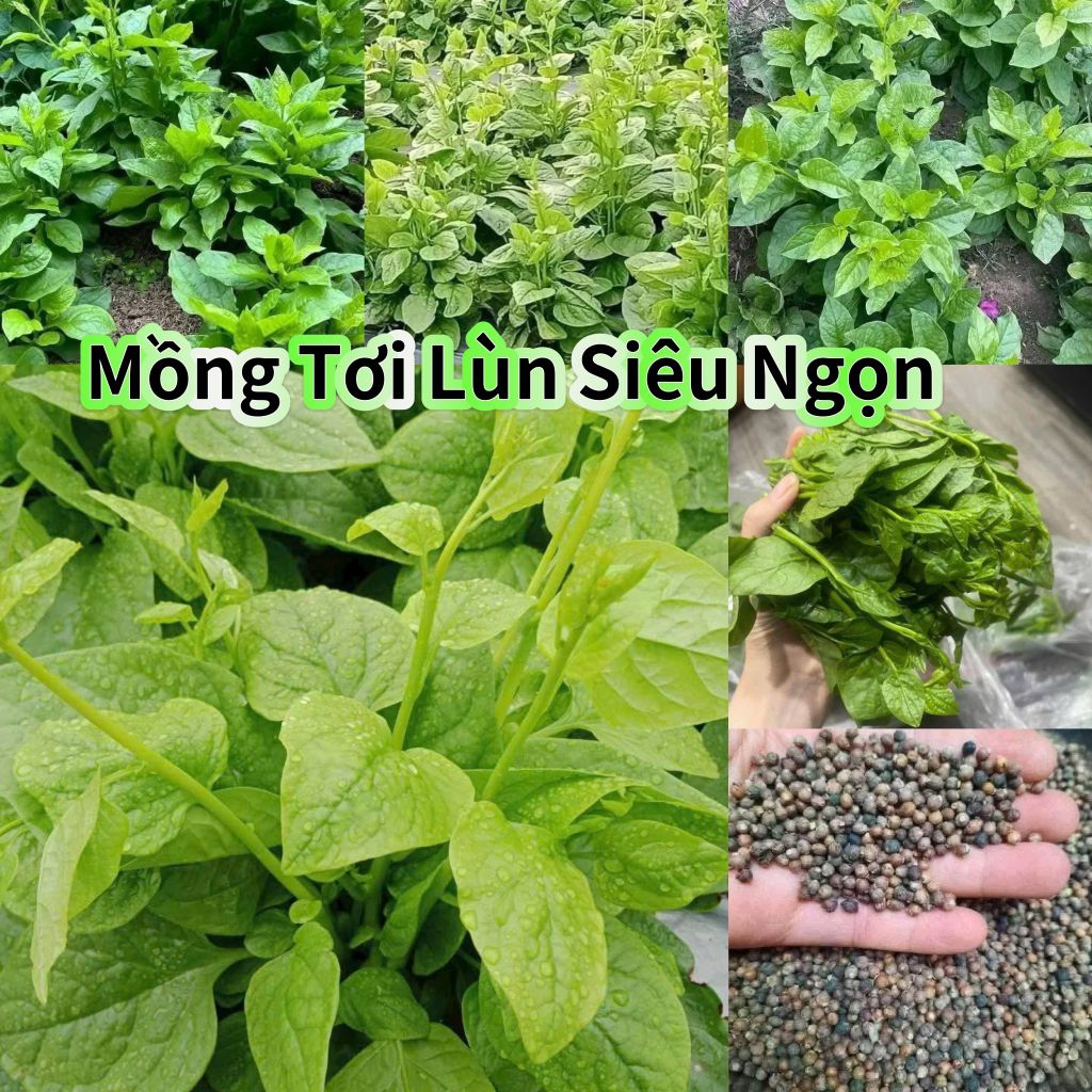 Hạt Giống Rau Mồng Tơi Siêu Ngọn💯 Non Mỡn 💥 Ăn Cực Ngon Năng Suất Cao