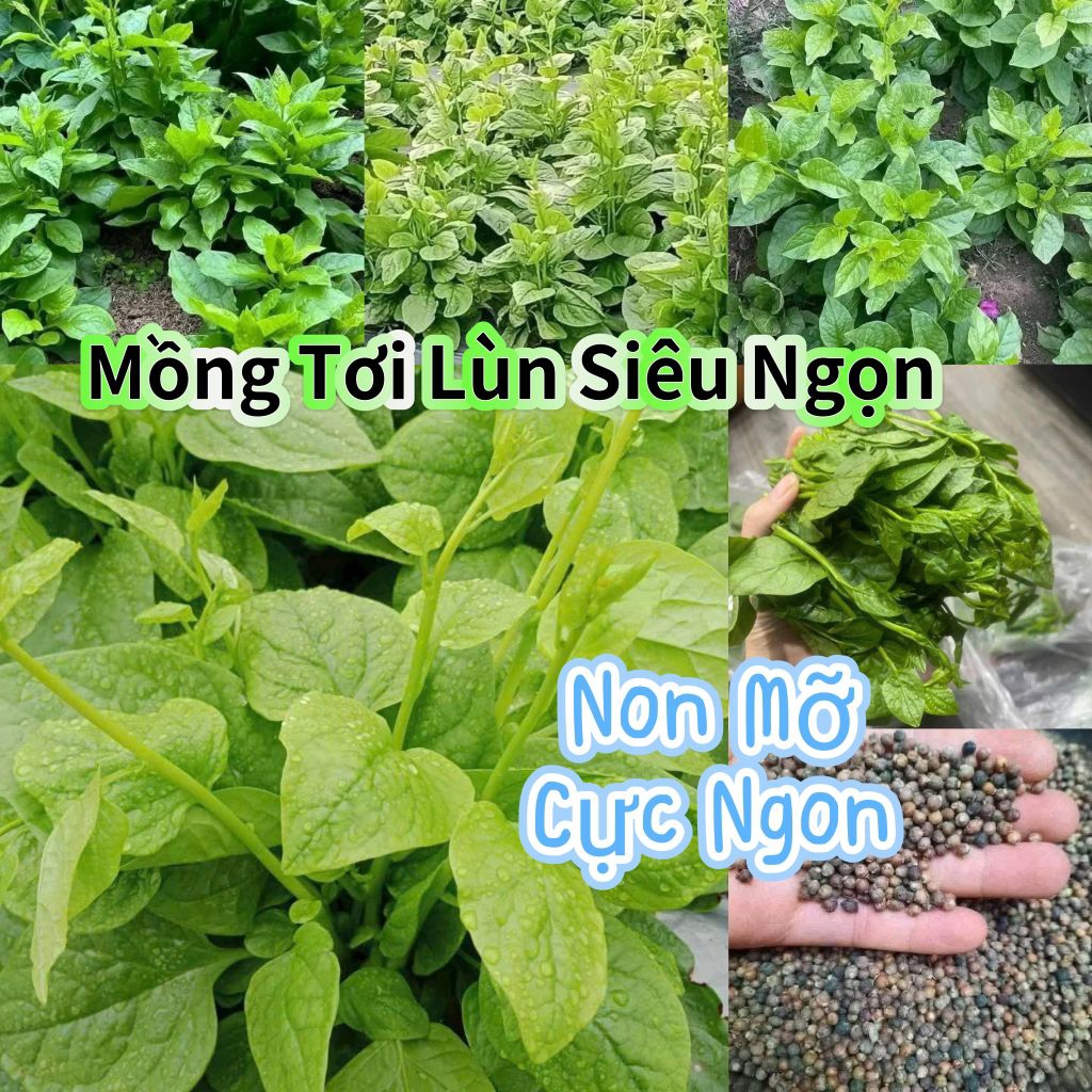 Hạt Giống Rau Mồng Tơi Siêu Ngọn💯 Non Mỡn 💥 Ăn Cực Ngon Năng Suất Cao