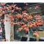 CÀNH HỒNG 7 QUẢ THÂN MỐC VIP