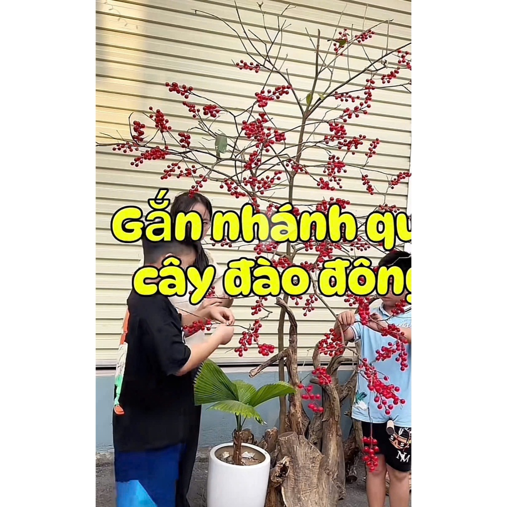 COMBO 50 CÀNH HOA ĐÀO ĐÔNG DECOR TẾT