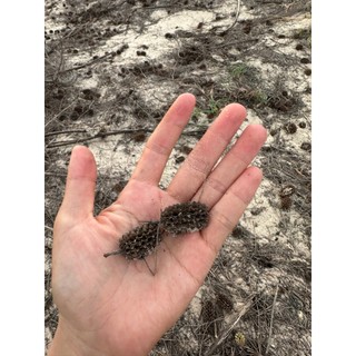Quả thông khô bán lẻ phụ kiện trang trí (KHÔNG KÈM DÂY TREO)