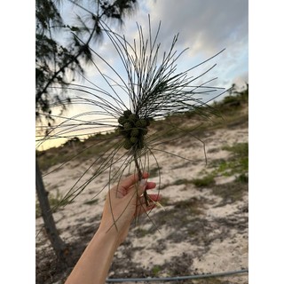 Quả thông khô bán lẻ phụ kiện trang trí (KHÔNG KÈM DÂY TREO)