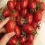 HẠT GIỐNG CÀ CHUA CHERRY NỮ HOÀNG TN 84 - VỊ NGỌT, NGON