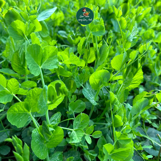 [GÓI LỚN 100G] Hạt Giống Rau Mầm Đậu Hà Lan Dễ Trồng, Nhanh Thu Hoạch, Giàu Dinh Dưỡng