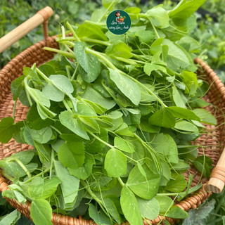 [GÓI LỚN 100G] Hạt Giống Rau Mầm Đậu Hà Lan Dễ Trồng, Nhanh Thu Hoạch, Giàu Dinh Dưỡng