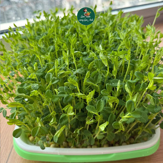 [GÓI LỚN 100G] Hạt Giống Rau Mầm Đậu Hà Lan Dễ Trồng, Nhanh Thu Hoạch, Giàu Dinh Dưỡng
