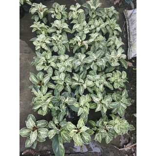 Trầu Bà Đế Vương Kim Cương - Hoa kiểng lá để bàn làm việc văn phòng- trong nhà. Hoa kiểng làng hoa Sa Đéc