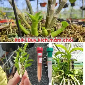 Keiki Duy Spray ( Xanh) Bật Chồi Cho Lan