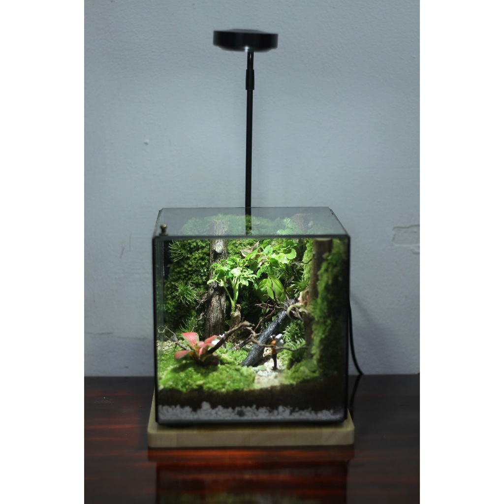 Bể Terrarium đặt bàn làm việc Cubic 15cm bao gồm đèn đế gỗ nhiều mẫu để ...