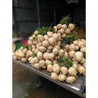 Củ Đậu Ba Tri siêu ngọt, hạt giống củ đậu F1, dễ trồng lên mầm 99%