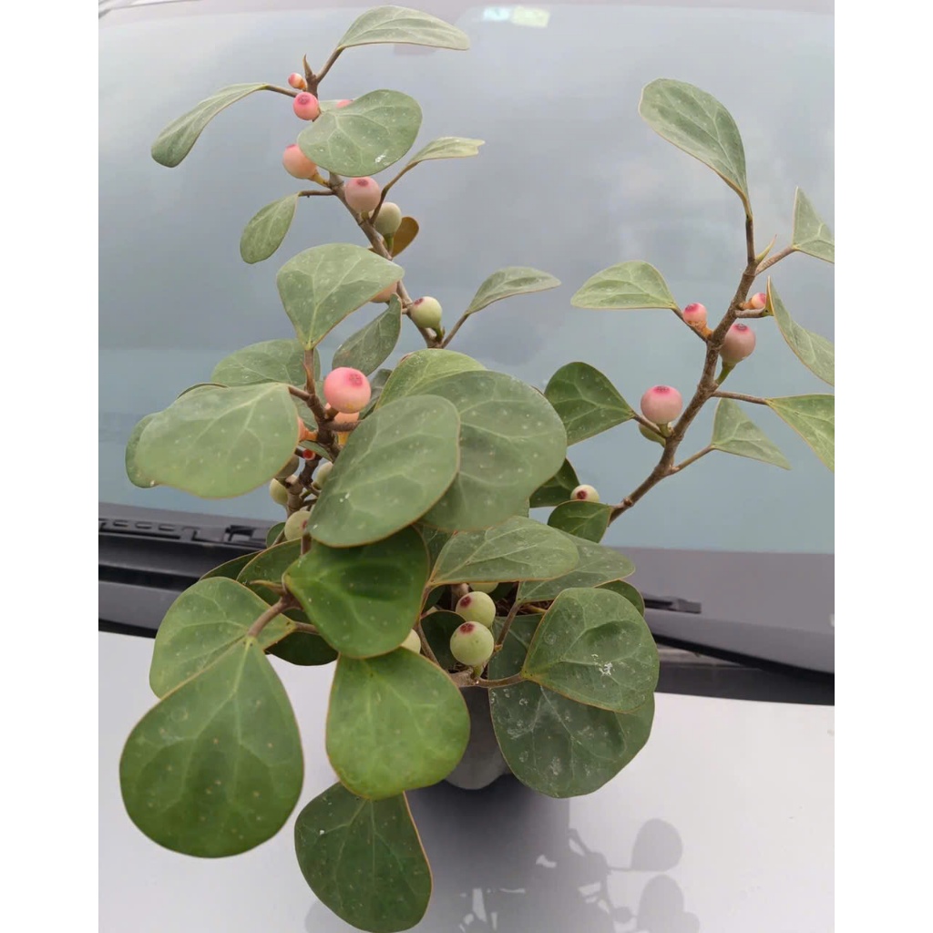 Cây Bồ Đề Phong Thủy | Cây Bồ Đề Mini Để Bàn | Cây Giác Ngộ (Chậu Sứ Bát Tràng sang trọng )