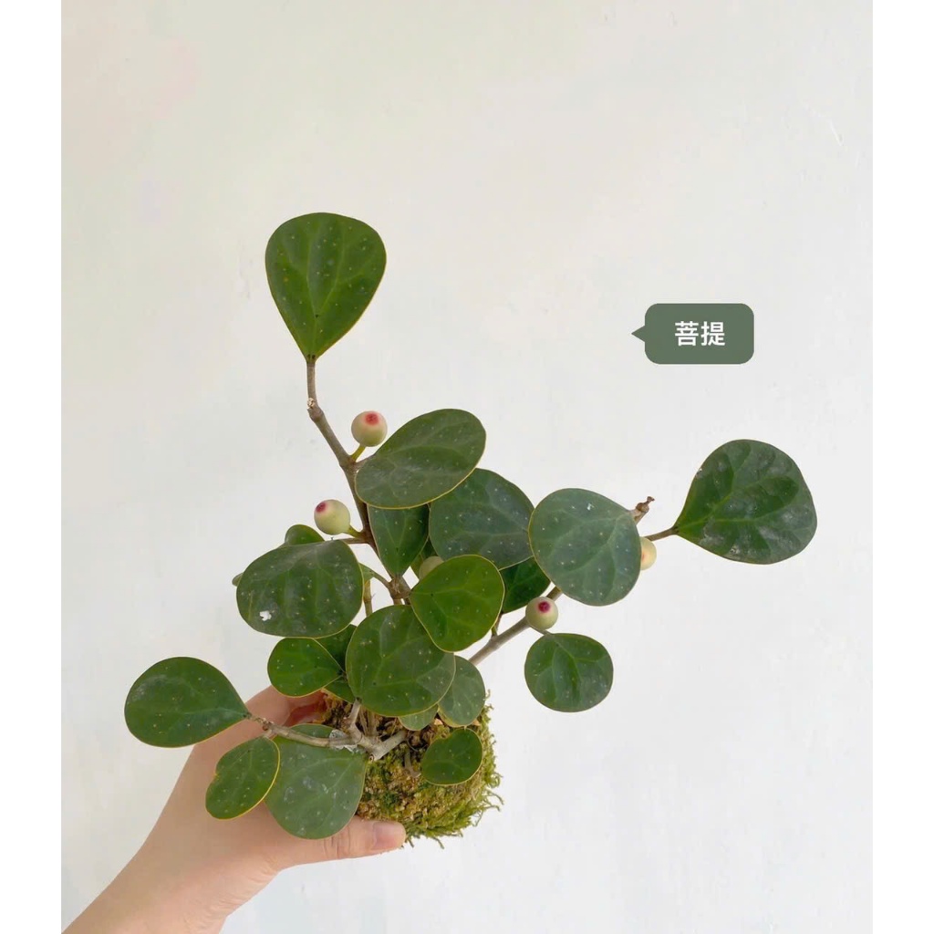 Cây Bồ Đề Phong Thủy | Cây Bồ Đề Mini Để Bàn | Cây Giác Ngộ (Chậu Sứ Bát Tràng sang trọng )