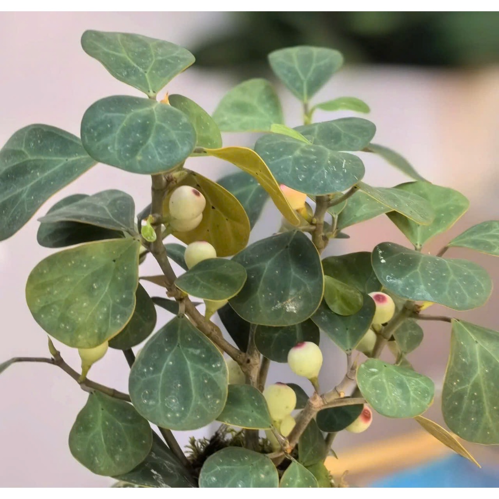 Cây Bồ Đề Phong Thủy | Cây Bồ Đề Mini Để Bàn | Cây Giác Ngộ (Chậu Sứ Bát Tràng sang trọng )