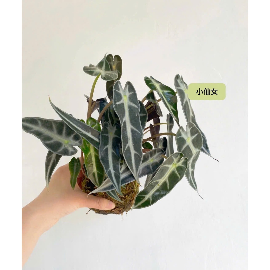 Cây Bồ Đề Phong Thủy | Cây Bồ Đề Mini Để Bàn | Cây Giác Ngộ (Chậu Sứ Bát Tràng sang trọng )